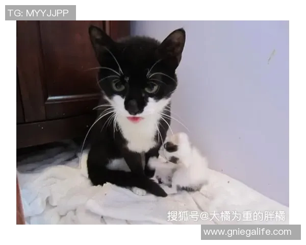 猫咪意外成足球明星引发热议网友纷纷点赞其灵动球技 猫咪意外成足球明星引发热议网友纷纷点赞其灵动球技