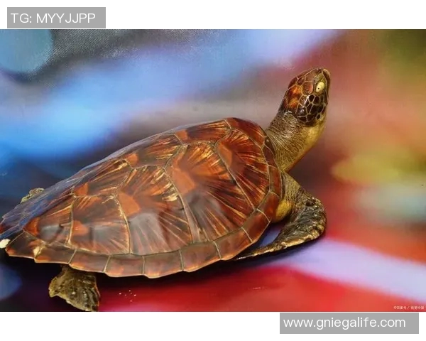 足球明星乌龟的真实身份揭秘你知道吗他为何被称为乌龟